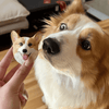 Pet magnet