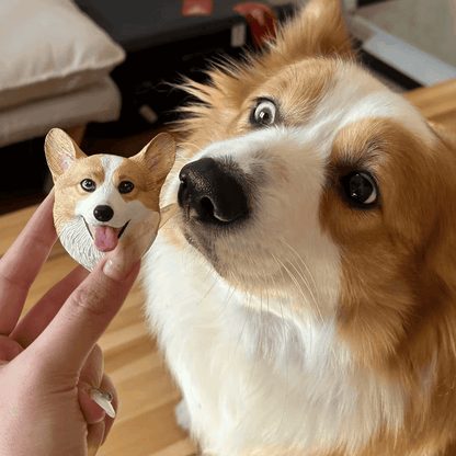 Pet magnet